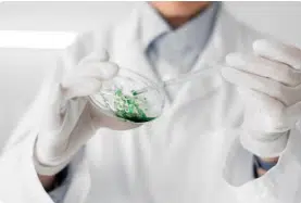 campione di batterio legionella